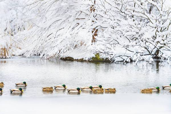 Photograph Mitchell Funk Ice Ducks on One Eyeland